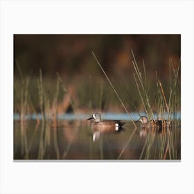 Rustic Lake Duck Canvas Print