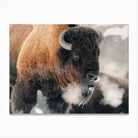 Winter Bison Canvas Print