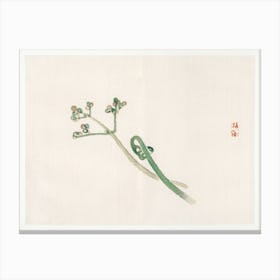 Blossom, Kōno Bairei Canvas Print