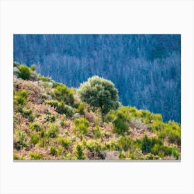 Olive Tree On A Hillside 20181223 38pub Canvas Print