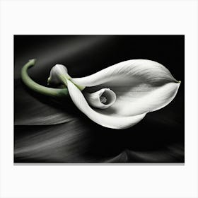 Calla Lily paintings art print Canvas Print