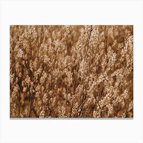 Wheat Harvest Canvas Print