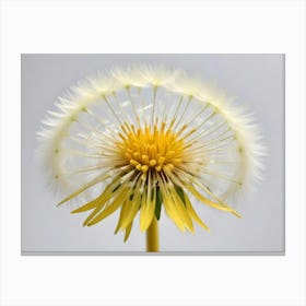 Dandelion Flower With White Seeds Canvas Print