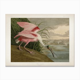 Vintage Audubon 2 Roseate Spoonbill Canvas Print