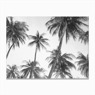 Palm Trees- Black and White Canvas Print
