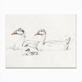 Two Geese With A Young, Jean Bernard Canvas Print