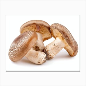 Three Mushrooms On A White Background Canvas Print