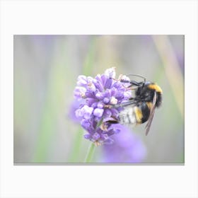 Bee On Lavender 3 Stampe su tela