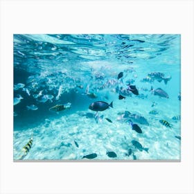 Underwater Tropical Fishes Canvas Print