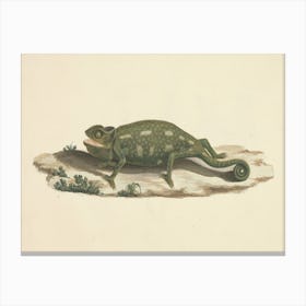 Unidentified Chameleon, Luigi Balugani Canvas Print