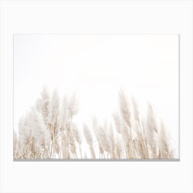 Pampas Grass In Wind Canvas Print