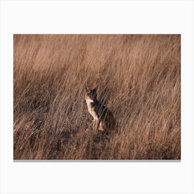 Coyote In Grass Meadow Canvas Print