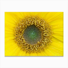 Sunflower Stock Videos & Royalty-Free Footage Canvas Print