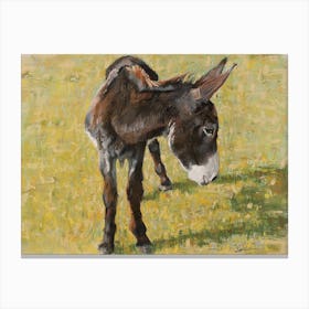 Donkey Canvas Print