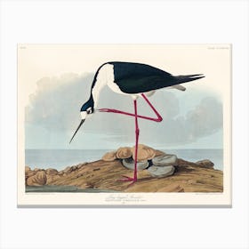 Long Legged Avocet, Birds Of America, John James Audubon Canvas Print