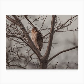 Coopers Hawk On Branch Canvas Print