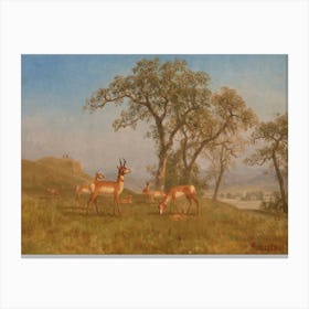 Grazing Antelope, Albert Bierstadt Canvas Print