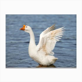 swan goose Canvas Print