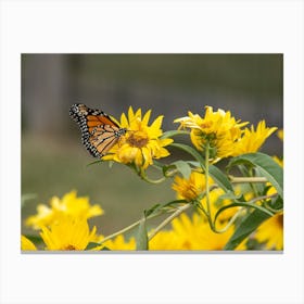 Monarch Butterfly On Sunflower Canvas Print