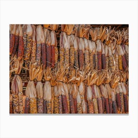 Dried Indian Corn Canvas Print