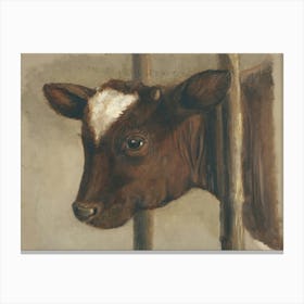 Vintage Painting Calf Canvas Print