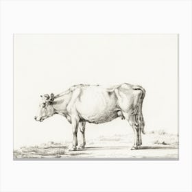 Standing Cow 5, Jean Bernard Canvas Print