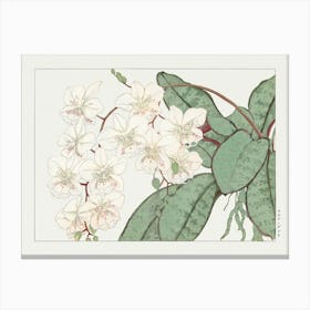 Orchids Canvas Print