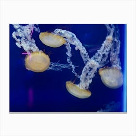 Jellyfish 1 Toile