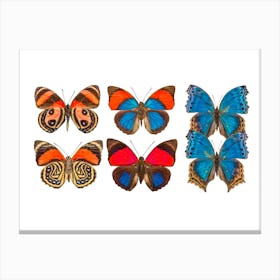 Collection Of Six Butterflies Canvas Print