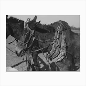 Harnessed Mules Of Pomp Hall, Tenant Farmer, Creek County, Oklahoma, See General Caption Number 23 By Russell Canvas Print