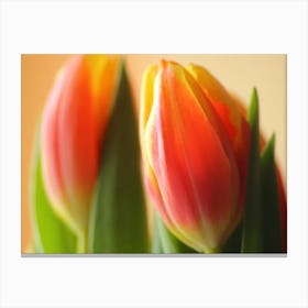 Tulips in red and yellow as close up Canvas Print