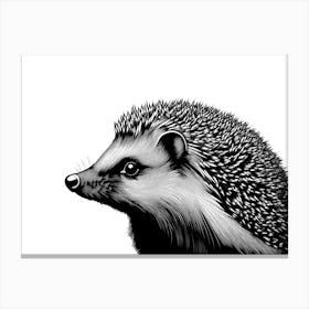 Black & White Hedgehog Portrait Canvas Print