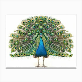 Peacock 14 Canvas Print