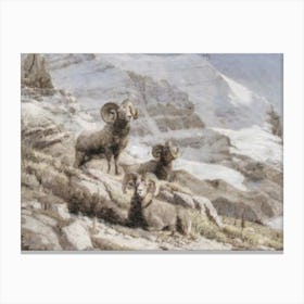 Rams In The Mountains Canvas Print