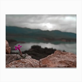 Flower On Rocks Canvas Print