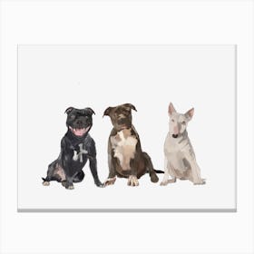 Pit Bull Dogs Canvas Print