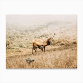 Elk On Hillside Canvas Print
