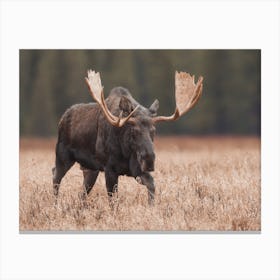 Canadian Moose Canvas Print