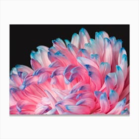 Chrysanthemum Canvas Print