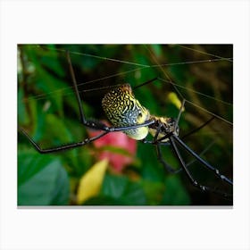 Black Widow Spider Canvas Print