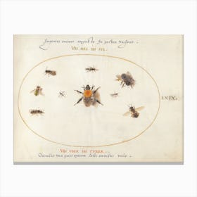 Plate 69 Nine Bees And Other Insects (C Canvas Print