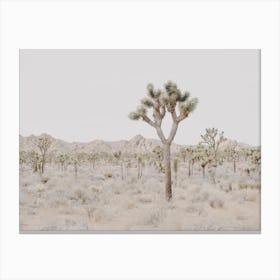 Desert Scenery Canvas Print