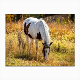 Horse Grazing In The Field Canvas Print