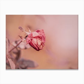 Fall Rose Canvas Print