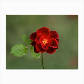 Red Rose in Full Bloom Canvas Print