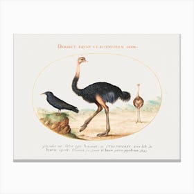 Two Ostriches And A Starling (1575–1580), Joris Hoefnagel Canvas Print