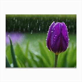 Purple Tulip in the rain Canvas Print