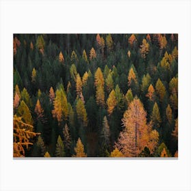 Autumn Pine Forest Canvas Print