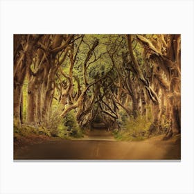 Dark Hedges Canvas Print