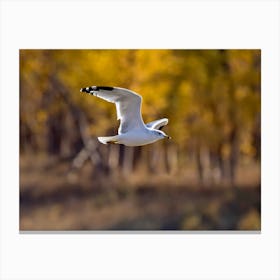 Ring Billed Gull In Autumn Canvas Print